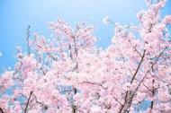 桜の色 ピンク