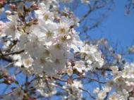 桜の色 白