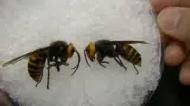 おーちゃんねるのスズメバチの動画で触ったり食べたり捕獲したりする動画 普通