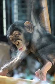 チンパンジーのイメージ 面白い動物