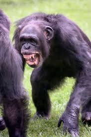 チンパンジーのイメージ 凶暴な動物