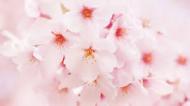 日本の国花にふさわしいの 国民から愛されてる桜