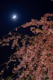 トーク民雛鶴桜 好き