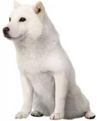 ソフトバンクの白い犬
