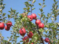 りんごで有名なの 長野県