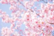 桜の第一印象 美しい