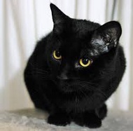 黄色の目の黒猫
