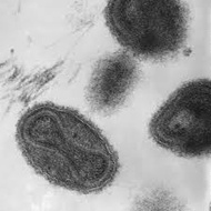 天然痘ウイルス