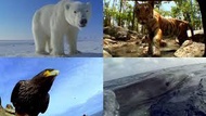最近の動物ドキュメンタリー番組、地上波でハンティングシーン出さないの 問題あり