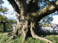 樹齢千年の大木